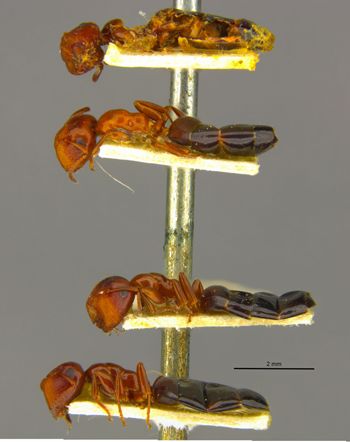 Media type: image;   Entomology 21558 Aspect: habitus lateral view